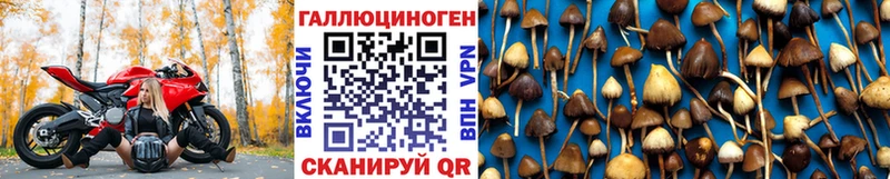 Купить закладки  Баксан  Псилоцибиновые грибы Magic Shrooms 
